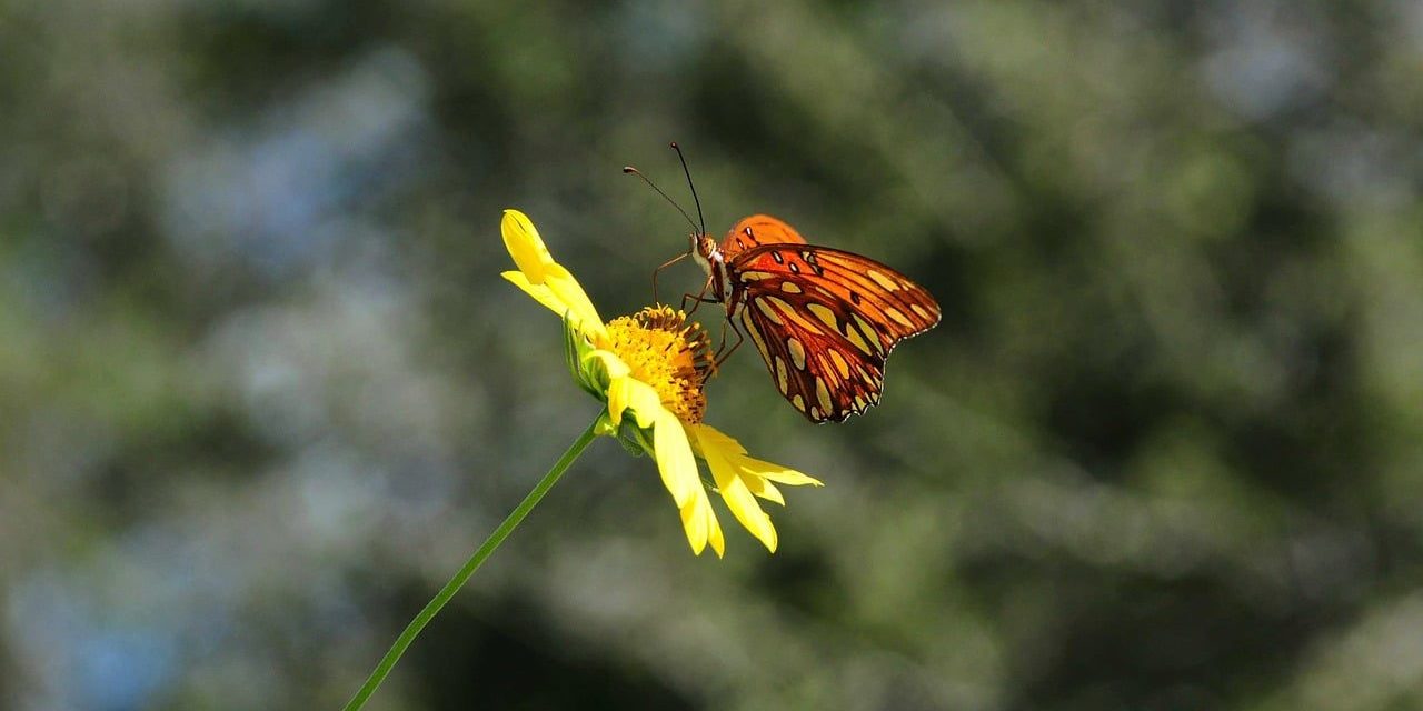 butterfly, nature, flower, pollination, insect, yellow, detail, outdoors, macro, beauty, summer, natural, ecology, feeder, bokeh, vibrant, diversity, wings, outdoor