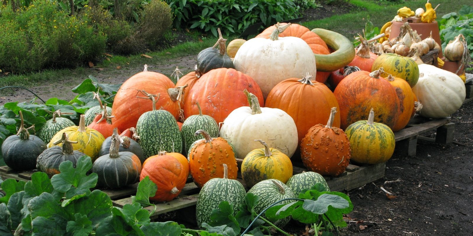 a pile of pumpkins sitting on top of a wooden pallet