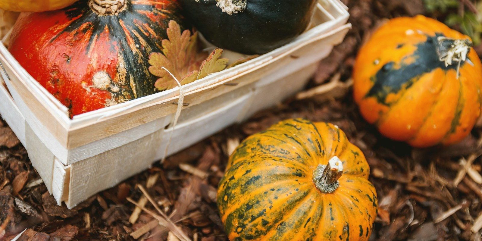 selective focus photography of yellow and green squash