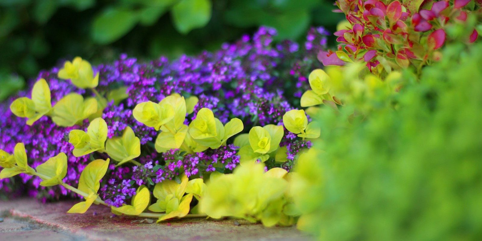 a bunch of purple and yellow flowers on a sidewalk